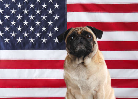 Adorable dog against national flag of United States of Americaの写真素材