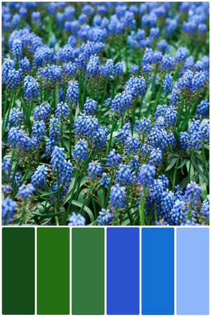 Color palette and many beautiful muscari flowers as background. Collageの写真素材