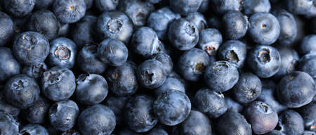 Tasty fresh blueberries as background, closeup view. banner designの写真素材