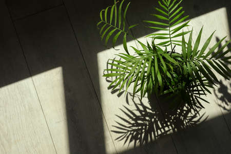 Beautiful green houseplant casting shadow on wooden floor indoors, above view. Space for textの写真素材