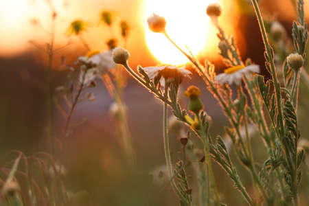 Beautiful wild flowers growing in spring meadow, closeupの写真素材