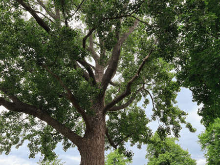 Beautiful tree with green leaves outdoors, low angle view