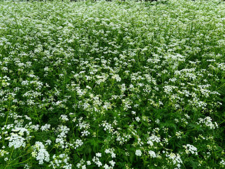Beautiful hemlock plants with white flower outdoorsの写真素材