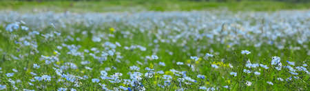 Picturesque view of beautiful blooming flax field. banner designの写真素材