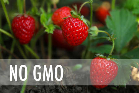 Concept of GMO free crop. Strawberry plant with ripening berries, closeupの写真素材