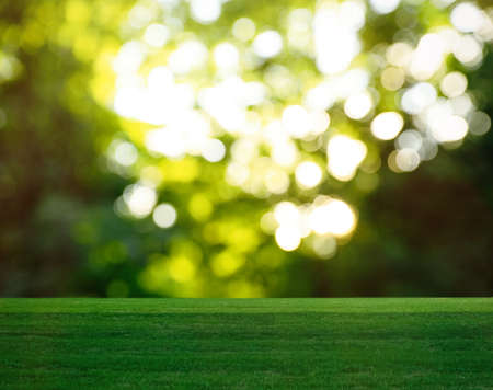 Beautiful lawn with green grass on a sunny day. bokeh effect