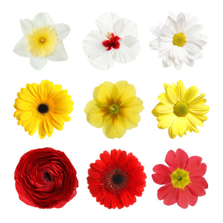 Set with different beautiful flowers on white backgroundの写真素材