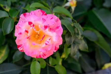 Beautiful blooming pink rose growing outdoors, closeup. Space for text