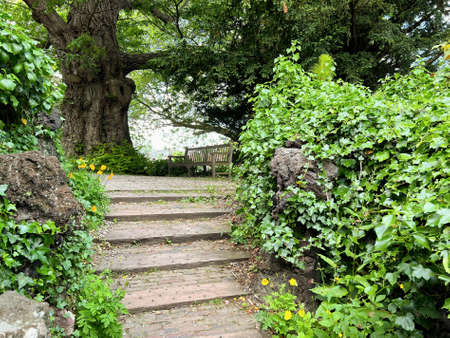 View of pathway going through park with beautiful green plantsの写真素材