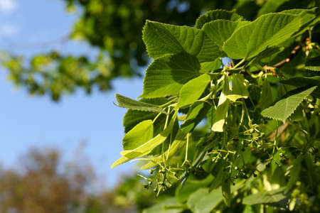 Closeup view of blossoming linden tree outdoors on sunny spring day. Space for textの写真素材