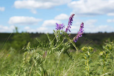 Beautiful violet wildflower growing in field on sunny dayの写真素材