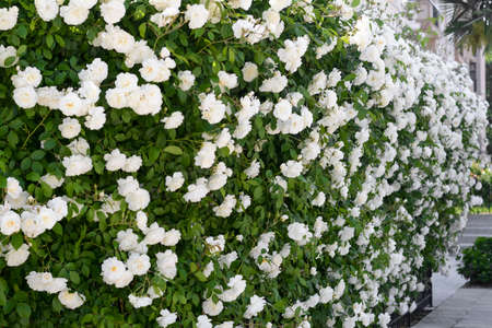 Beautiful blooming rose bush with white flowers outdoorsの写真素材