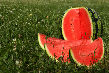 Delicious cut watermelon in fresh green grass outdoors, space for textの写真素材