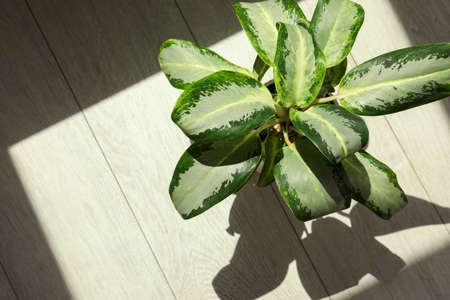 Beautiful green houseplant casting shadow on wooden floor indoors, top view. Space for textの写真素材