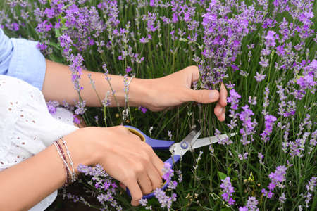 Woman cutting lavender flowers in beautiful field, closeupの写真素材
