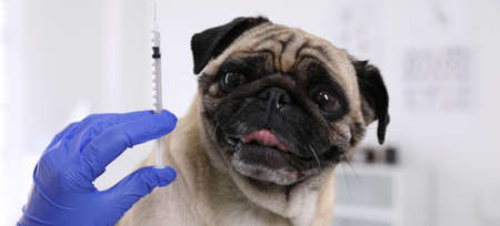 Professional holding syringe with vaccine near cute pug dog in clinic, closeup. banner designの写真素材