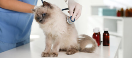 Professional veterinarian examining cat in clinic, closeup. banner designの写真素材