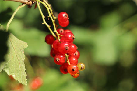 Closeup view of red currant bush with ripening berries outdoors on sunny day