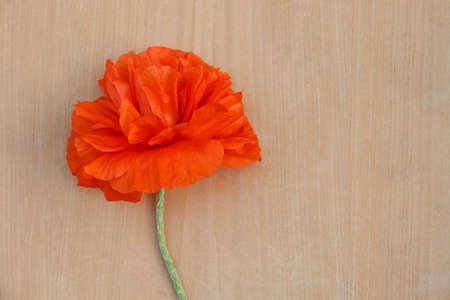 Beautiful bright red poppy flower on wooden background, top view. Space for textの写真素材