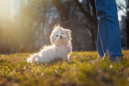 Girl with cute Maltese dog outdoors on sunny day, closeupの写真素材