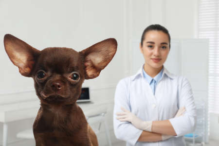 Veterinarian doc with adorable dog in clinic