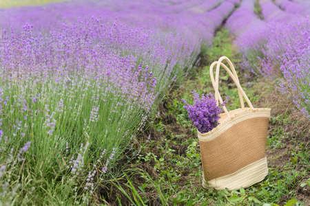 Wicker bag with beautiful lavender flowers in the fieldの写真素材