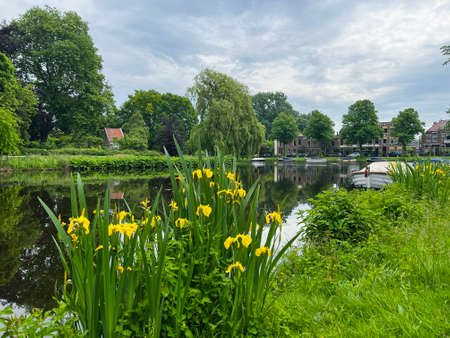 Beautiful yellow iris flowers growing near city canalの写真素材