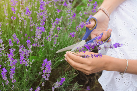 Woman cutting lavender flowers in beautiful field, closeupの写真素材