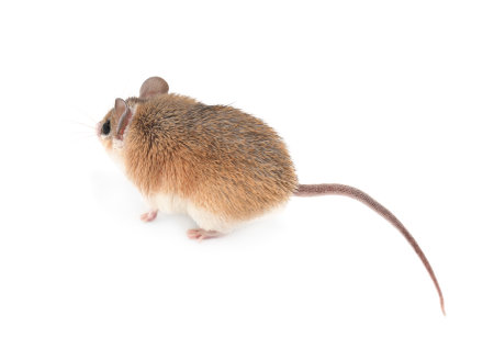 Small cute spiny mouse on white background