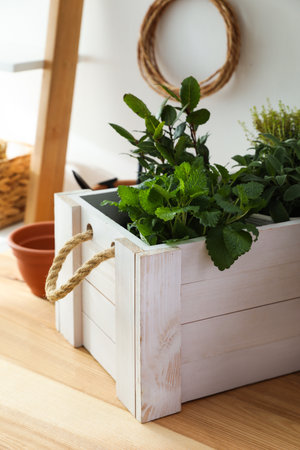 Different aromatic potted herbs on wooden table indoorsの写真素材