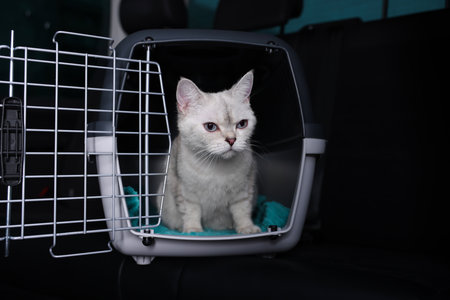 Cute white British Shorthair cat inside pet carrier in carの写真素材