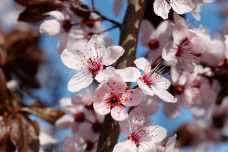 Branch of cherry tree with beautiful pink blossoms outdoors, closeup. spring seasonの写真素材