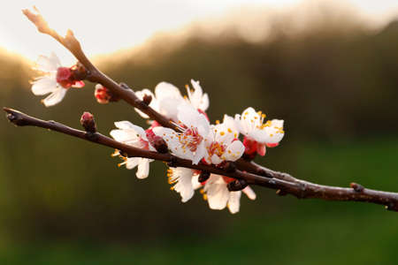 Branch of beautiful blossoming cherry tree outdoors, closeup. spring season