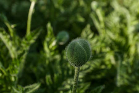 Beautiful poppy plant with flower bud outdoors, closeup viewの写真素材