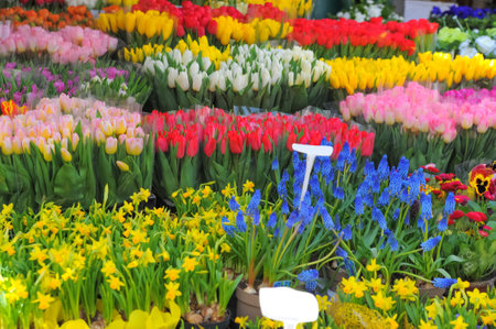 Many different colorful flowers at florist shopの写真素材