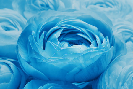 Beautiful light blue ranunculus flowers as background, closeupの写真素材
