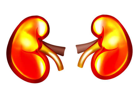 Illustration of kidneys on white background. human anatomy