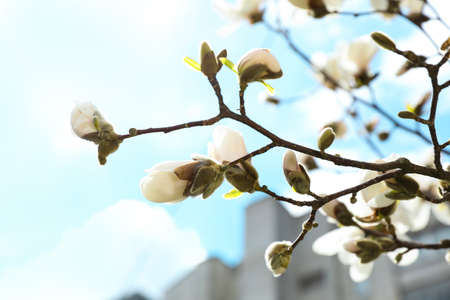 Magnolia tree with delicate white flower buds outdoors, closeupの写真素材