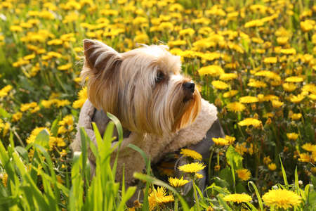 Cute Yorkshire terrier among beautiful dandelions in meadow on sunny spring dayの写真素材