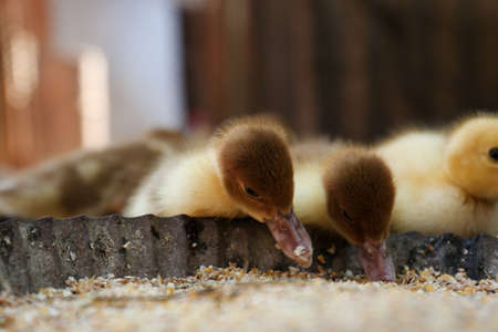 Cute fluffy ducklings near bowl of seed mix in farmyard