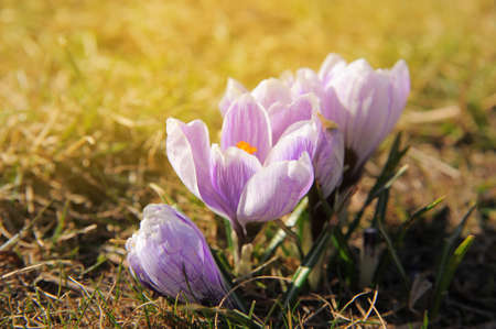 Fresh purple crocus flowers growing outdoors, closeup. spring seasonの写真素材