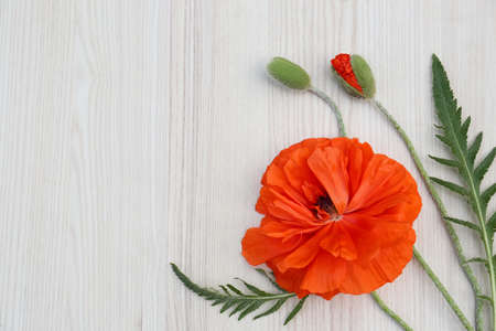 Beautiful bright red poppy flowers on white wooden background, flat lay. Space for textの写真素材