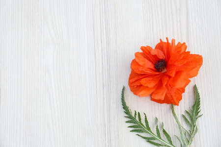 Beautiful bright red poppy flower on white wooden background, top view. Space for textの写真素材