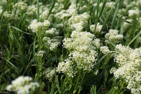 Beautiful white wildflowers growing in field, closeupの写真素材