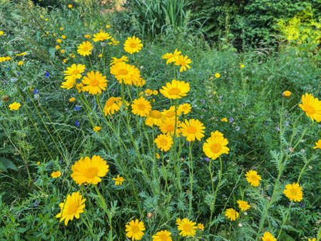 Beautiful view of flowers growing outdoors on a sunny day