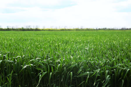 Beautiful agricultural field with ripening cereal crop under blue skyの写真素材