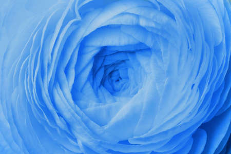 Beautiful light blue ranunculus flower as background, closeupの写真素材