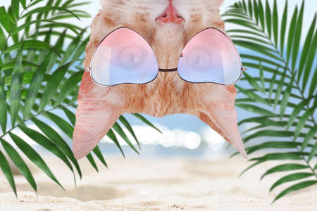 Cute cat wearing sunglasses on sandy beach near sea. summer vacation with petの写真素材