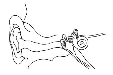 Anatomy of human ear on white background. Illustration
