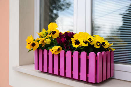 Beautiful bright violets in plant pot on windowsill outdoorsの写真素材
